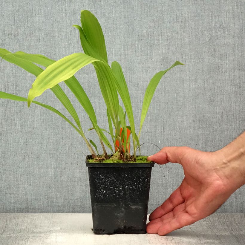 Amostra de Pleione formosana Vaso de 1 L/1,5 L tal como entregue no verão