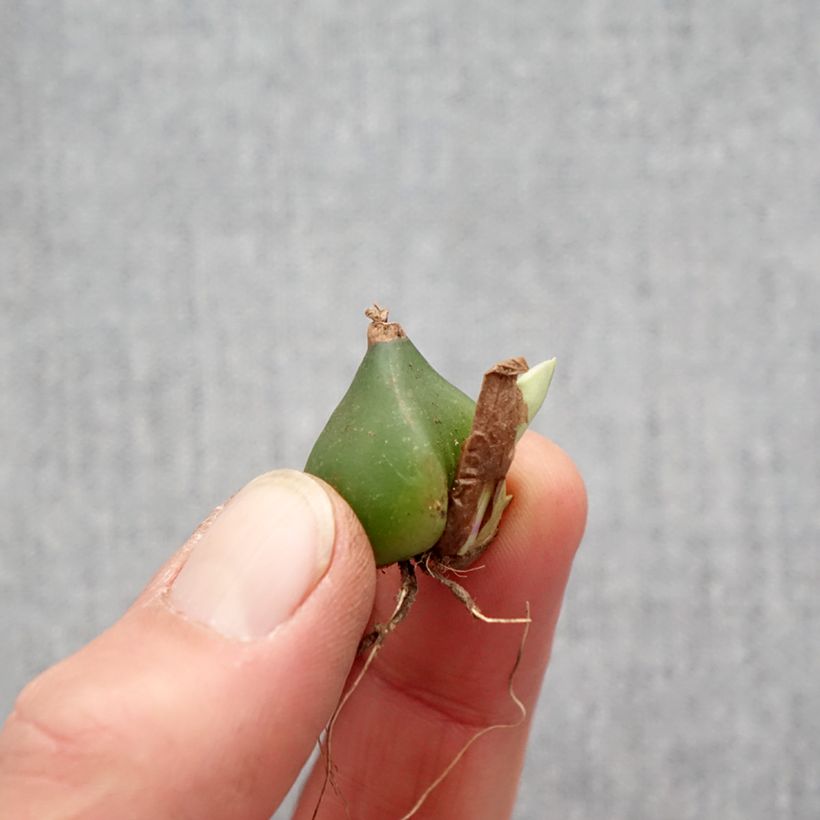 Amostra de Pleione formosana - Pleione de Formose bulbe Bulbo size I tal como entregue na primavera