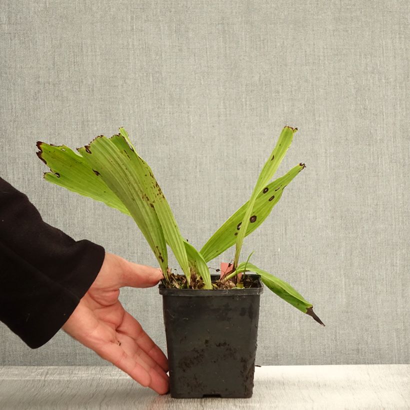 Amostra de Pleione Glacier Peak - Orquídea terrestre Vaso de 8/9 cm tal como entregue no outono