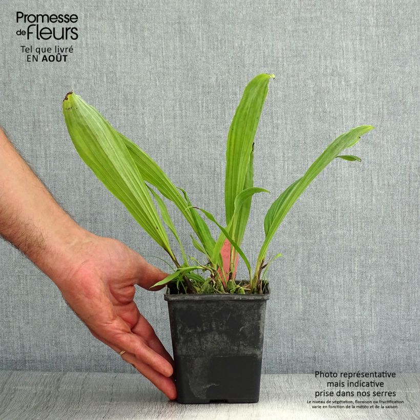 Amostra de Pleione Glacier Peak - Orquídea terrestre Vaso de 1 L/1,5 L tal como entregue no verão