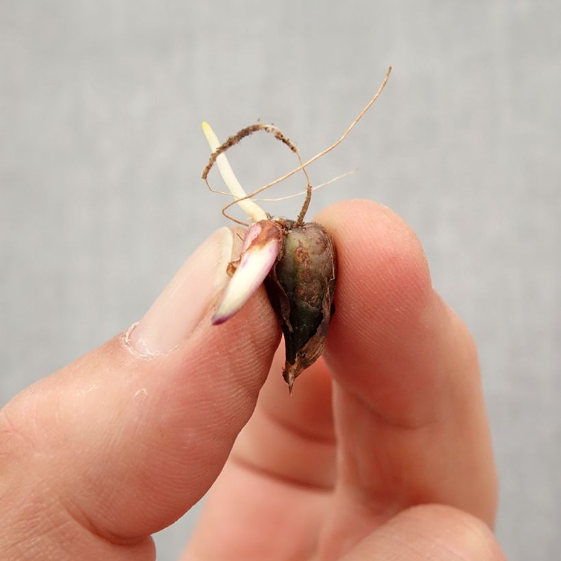 Amostra de Pleione Tongariro Bulbo size I tal como entregue na primavera