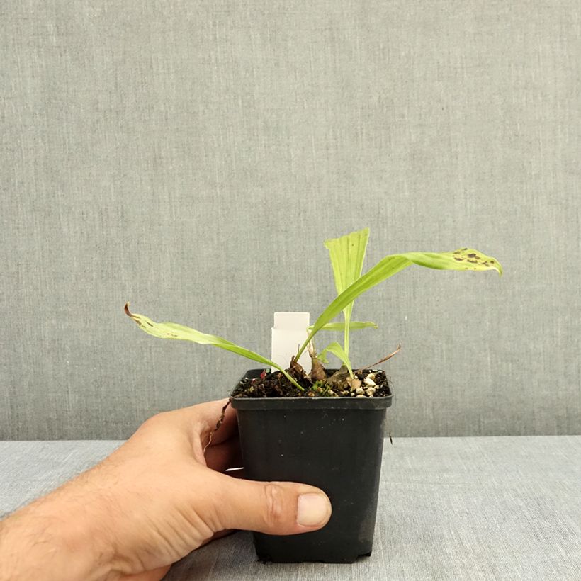 Amostra de Pleione Tongariro Vaso de 8/9 cm tal como entregue no verão