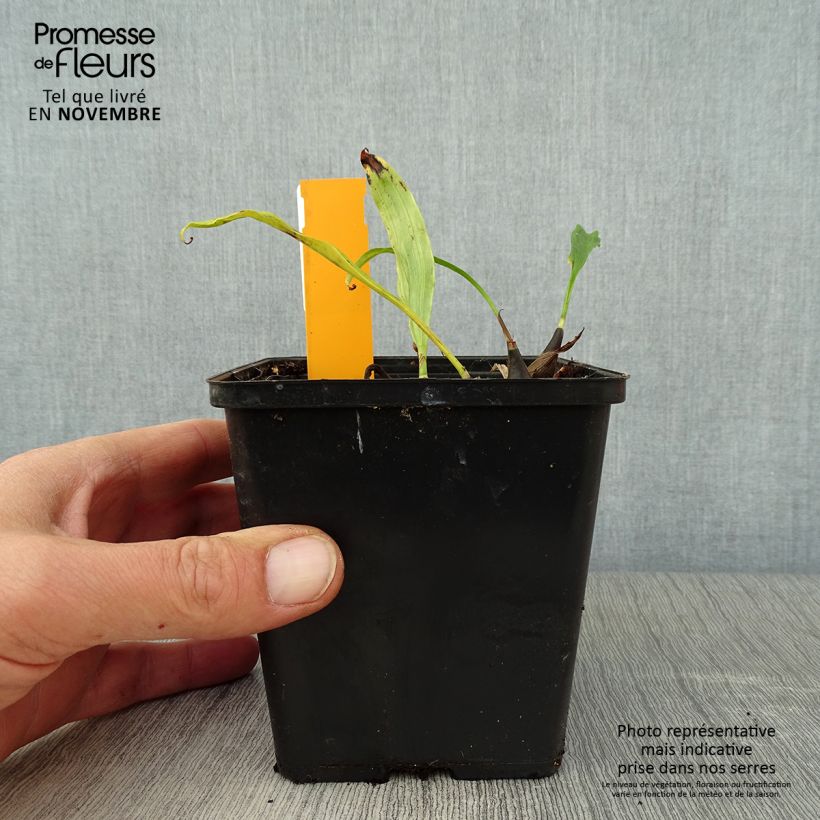 Amostra de Pleione Tongariro Vaso de 1 L/1,5 L tal como entregue no outono