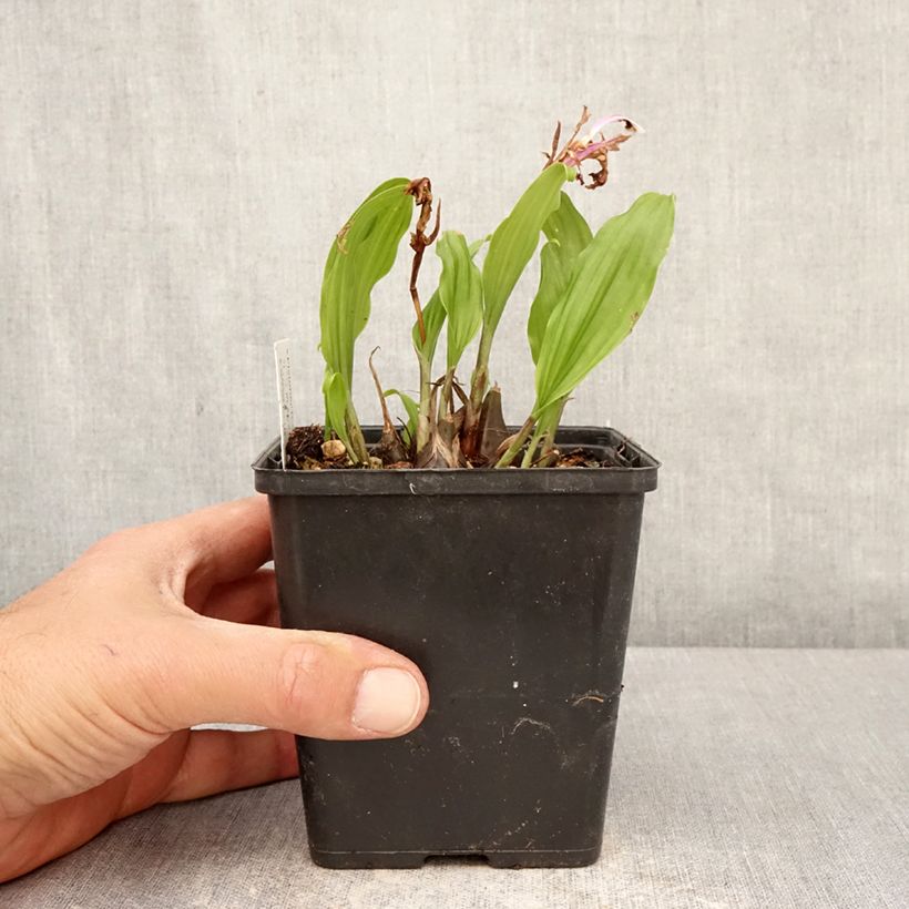 Amostra de Pleione Tongariro - Orquídea terrestre Vaso de 10 cm/11 cm Calibre I tal como entregue na primavera