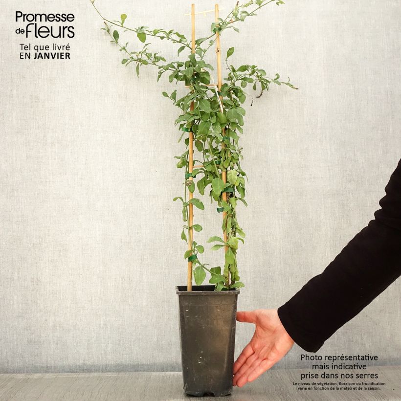 Amostra de Plumbago auriculata Dark Blue - Plumbago du Cap Dark Blue  Vaso de 2 L/3 L tal como entregue no inverno