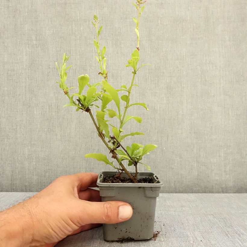 Amostra de Plumbago auriculata Dark Blue Vaso de 8/9 cm tal como entregue no verão