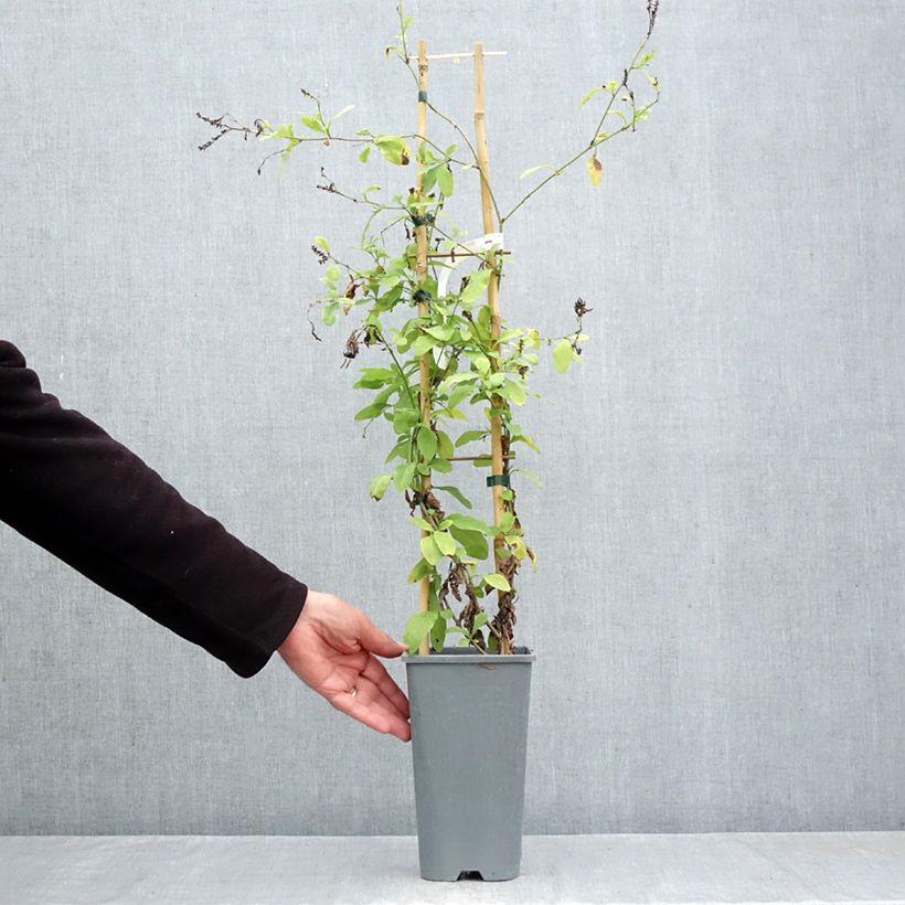 Amostra de Plumbago auriculata Vaso de 2 L/3 L tal como entregue no outono