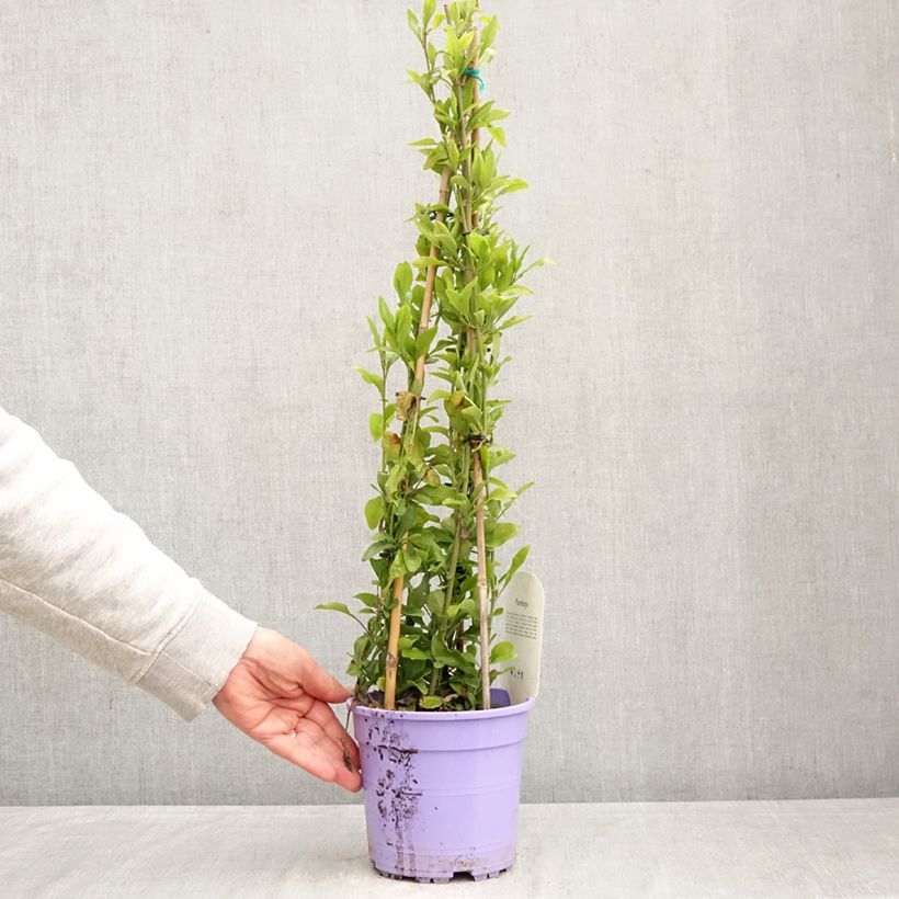 Amostra de Plumbago auriculata Vaso de 2 L/3 L tal como entregue na primavera