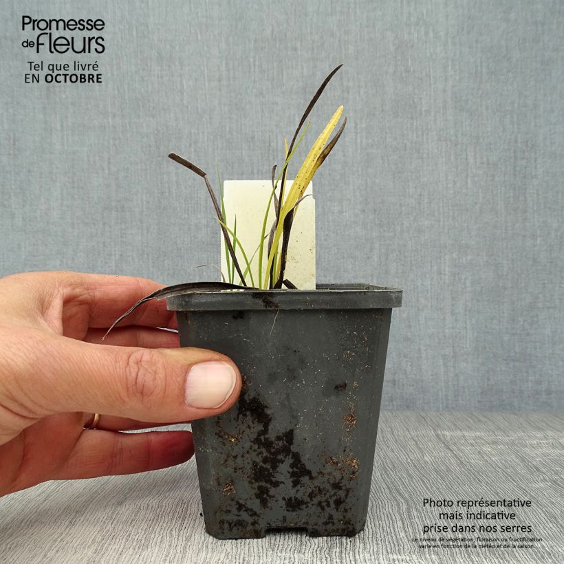 Amostra de Liatris spicata Alba Vaso de 8/9 cm tal como entregue no outono