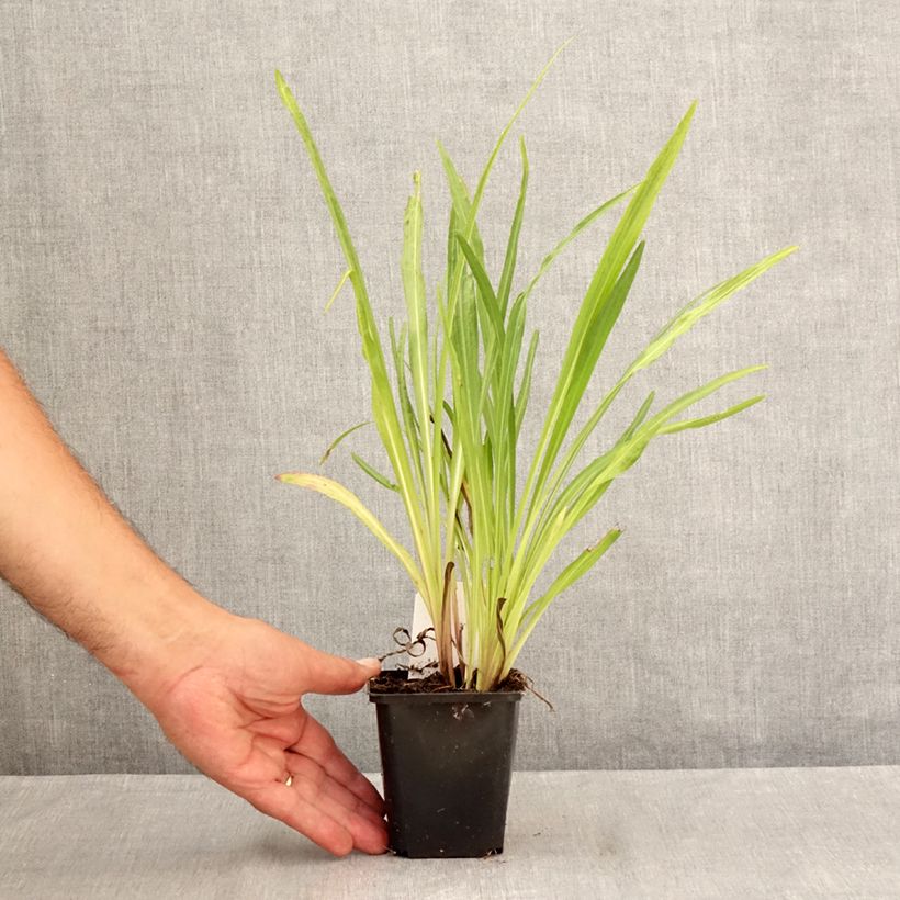 Amostra de Liatris spicata Floristan Violet Vaso de 8/9 cm tal como entregue no verão