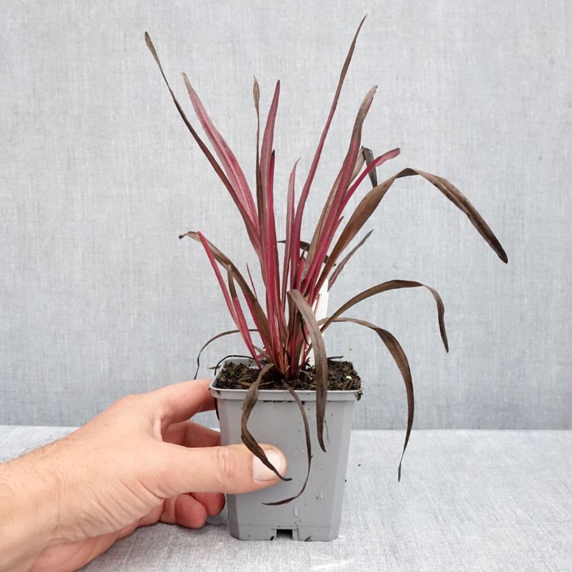 Amostra de Liatris spicata Kobold Vaso de 8/9 cm tal como entregue no outono