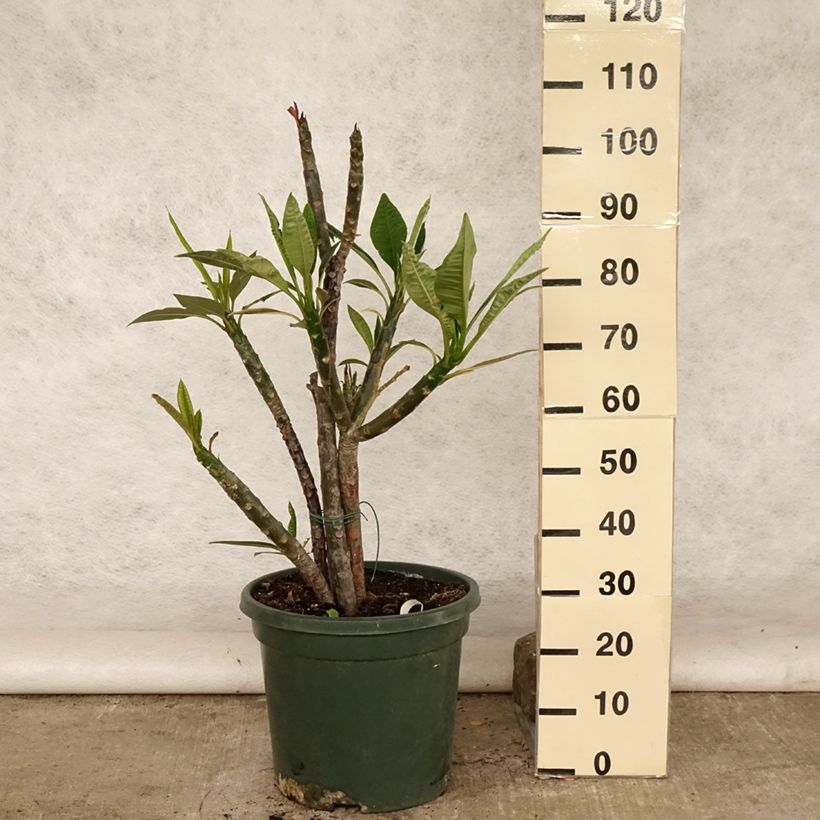 Amostra de Plumeria rubra Vaso de 6 L/7 L tal como entregue no verão