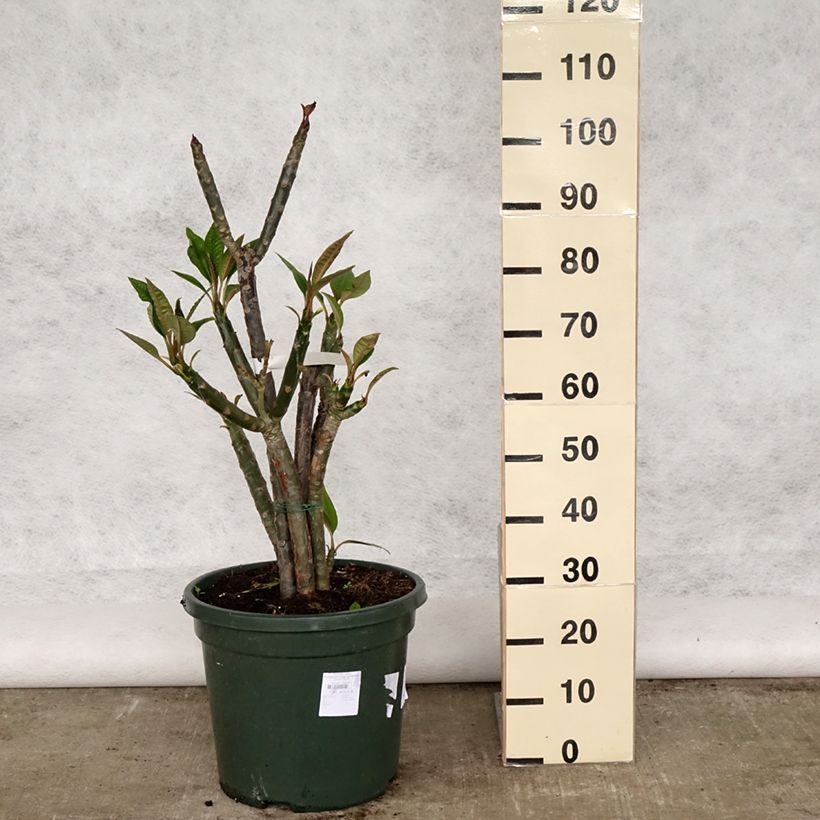 Amostra de Plumeria rubra Vaso de 6 L/7 L tal como entregue na primavera