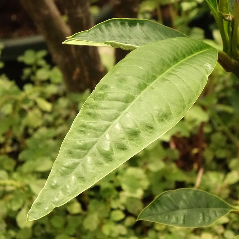 Plumeria rubra (Folhagem)