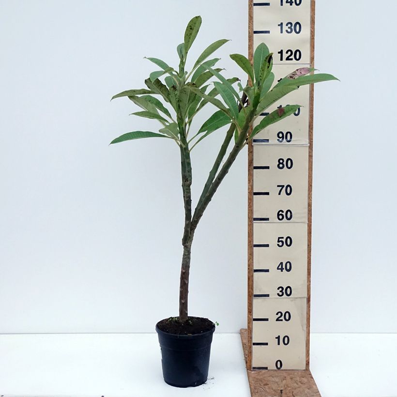 Amostra de Plumeria rubra Vaso de 6 L/7 L tal como entregue no outono