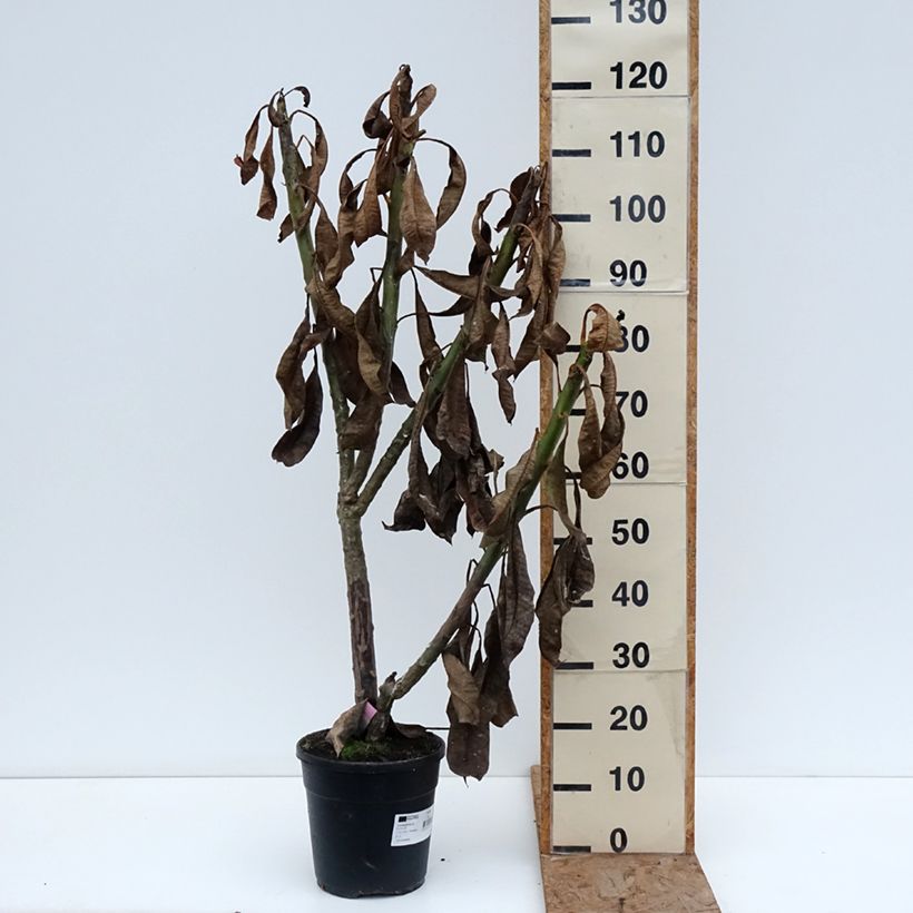 Amostra de Plumeria rubra Vaso de 6 L/7 L tal como entregue no inverno