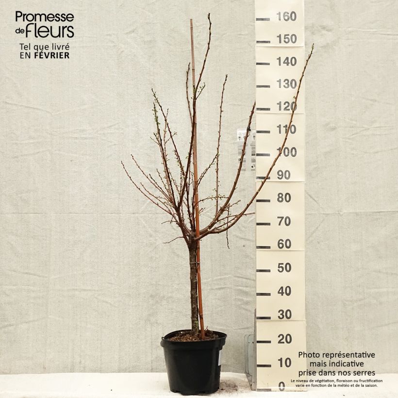 Amostra de Pluot Flavor Candy - Prunus Pluot Pot de 7,5L/10L, Gobelet tal como entregue no inverno