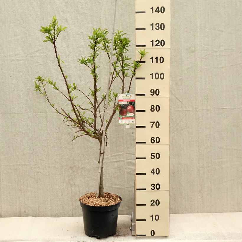 Amostra de Pluot Flavor Candy - Prunus Pluot® Vaso de 7,5 L/10 L, Copo tal como entregue na primavera