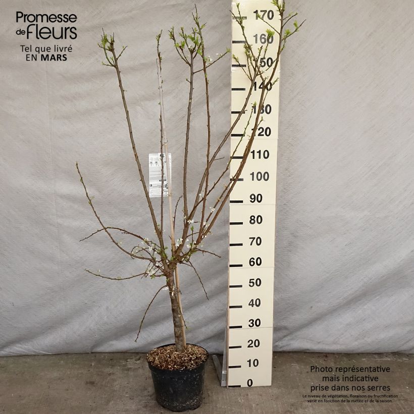 Amostra de Alperce-ameixa Flavor Supreme - Prunus Pluot® Vaso de 7,5 L/10 L, Copo tal como entregue na primavera