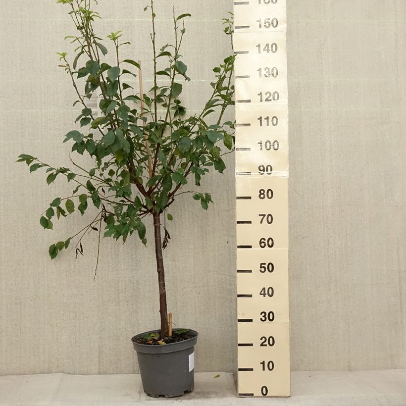 Amostra de Pluot Pink Candy - Prunus Pluot® Vaso de 7,5 L/10 L, Copo tal como entregue no outono