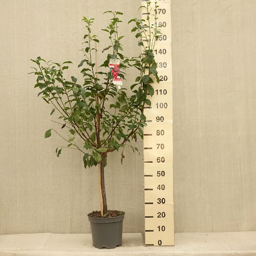 Amostra de Pluot Pink Candy - Prunus Pluot® Vaso de 7,5 L/10 L, Copo tal como entregue no verão