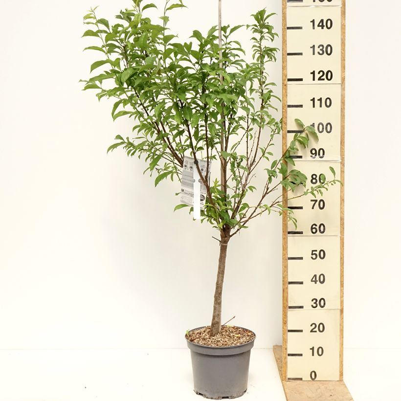 Amostra de Pluot Pink Candy - Prunus Pluot® Vaso de 7,5 L/10 L, Copo tal como entregue na primavera