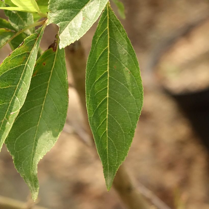 Alperce-ameixa Purple Candy - Prunus Pluot® (Folhagem)