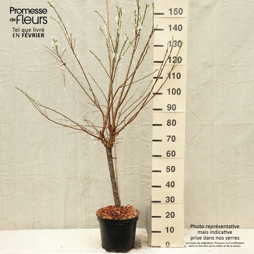 Amostra de Pluot Purple Candy - Prunus Pluot Pot de 7,5L/10L, Gobelet tal como entregue no inverno