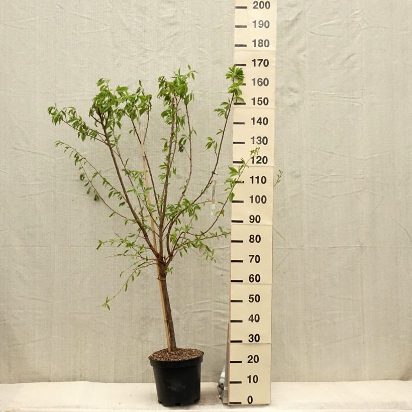 Amostra de Alperce-ameixa Purple Candy - Prunus Pluot® Vaso de 7,5 L/10 L, Copo tal como entregue na primavera