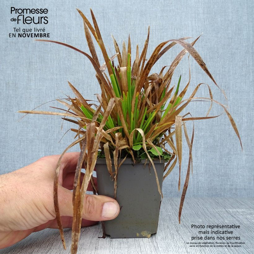 Amostra de Poa chaixii Vaso de 8/9 cm tal como entregue no outono