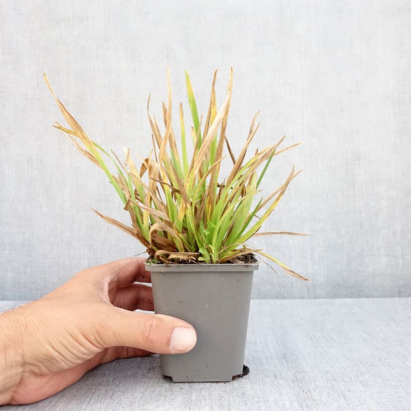 Amostra de Poa chaixii Vaso de 8/9 cm tal como entregue no verão