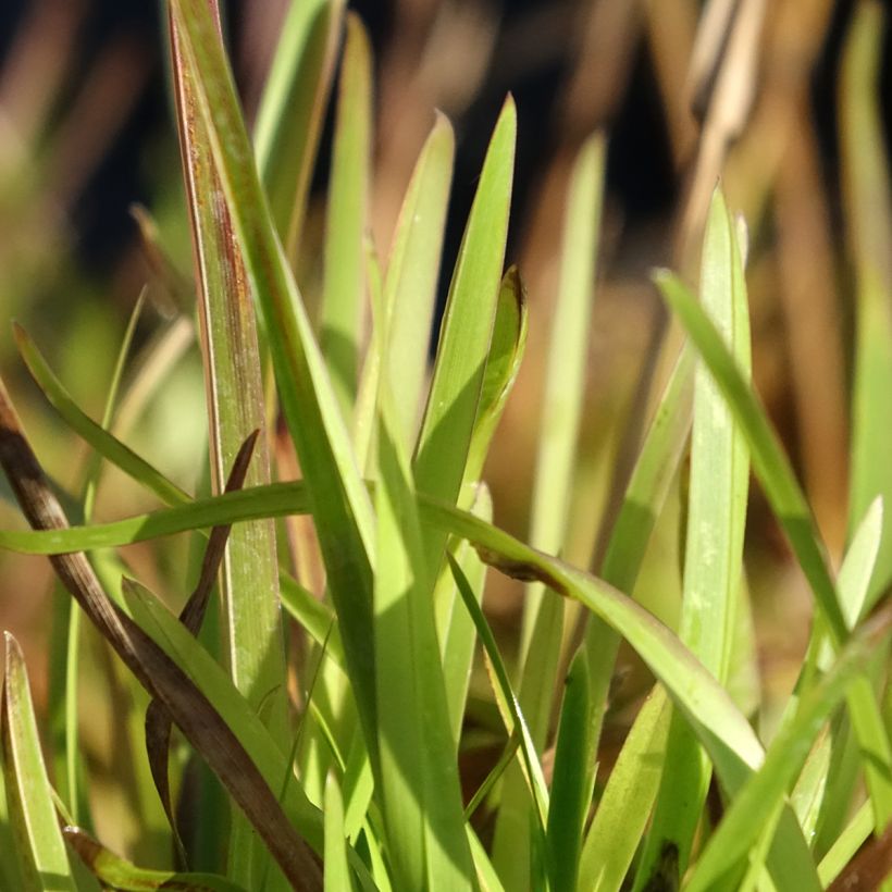 Poa chaixii (Folhagem)