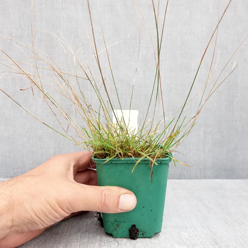 Amostra de Poa glauca Blue Hills Vaso de 8/9 cm tal como entregue no outono