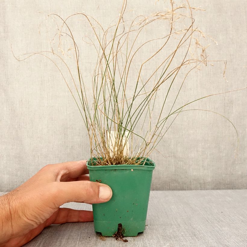 Amostra de Poa glauca Blue Hills Vaso de 8/9 cm tal como entregue no verão