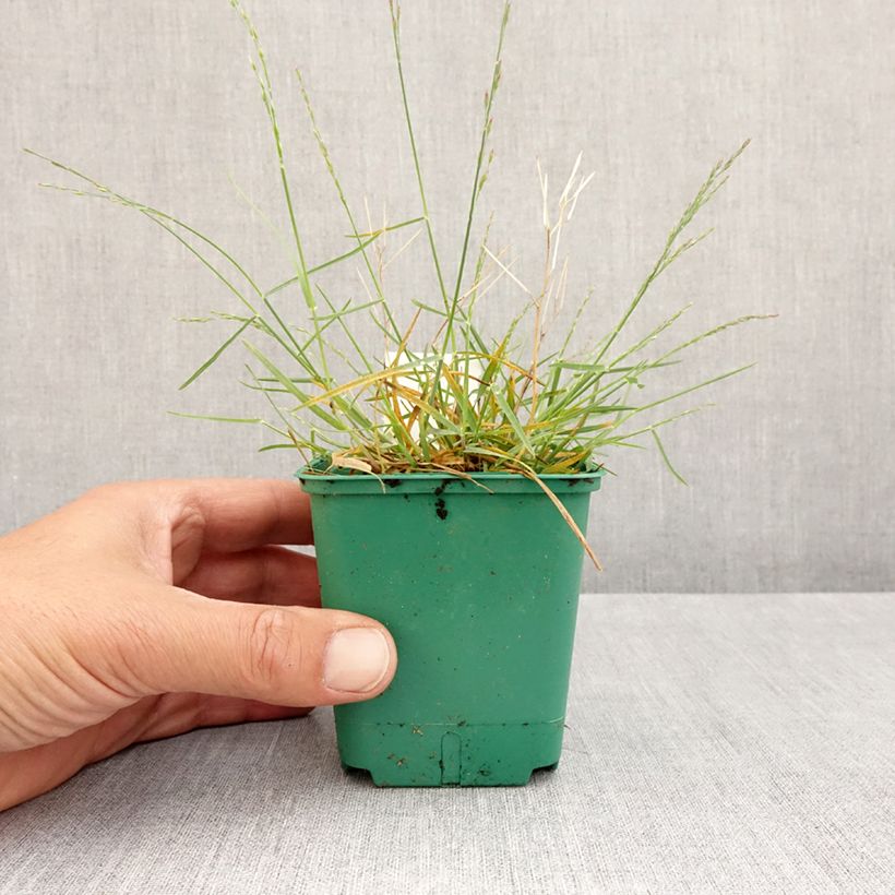 Amostra de Poa glauca Blue Hills - Pâturin glauque Godet de 8/9 cm tal como entregue na primavera