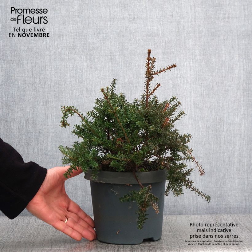 Amostra de Podocarpus lawrencei Red Tip Vaso de 2 L/3 L tal como entregue no outono