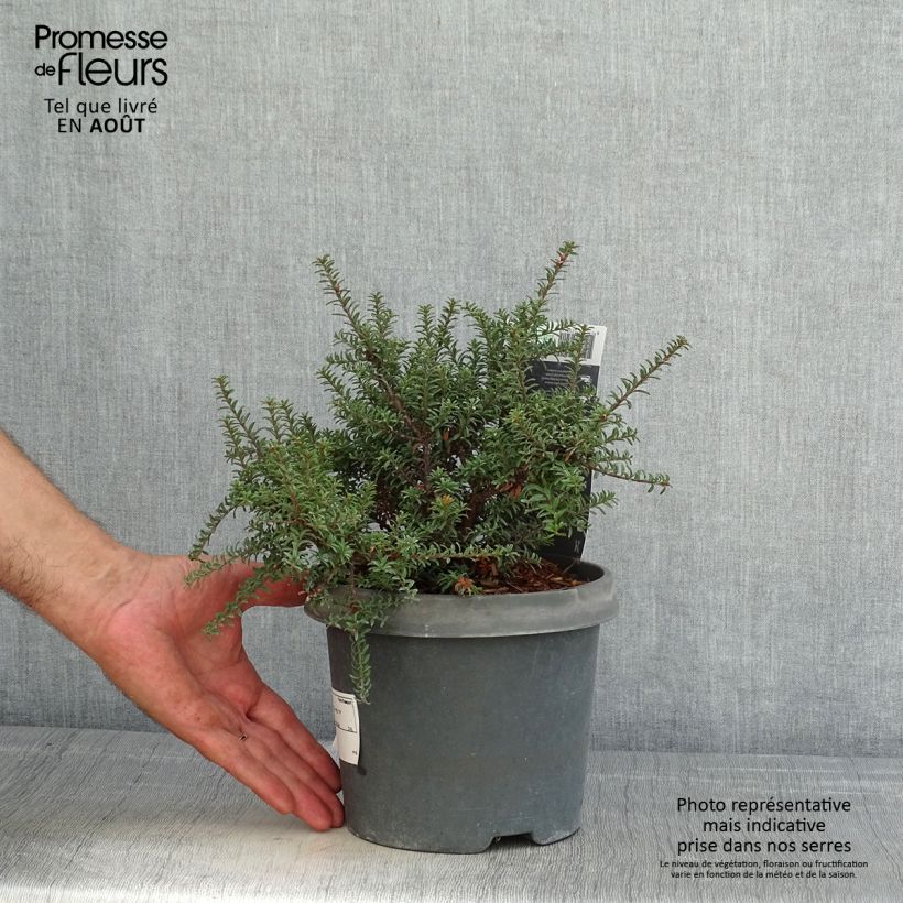 Amostra de Podocarpus lawrencei Red Tip Vaso de 2 L/3 L tal como entregue no verão