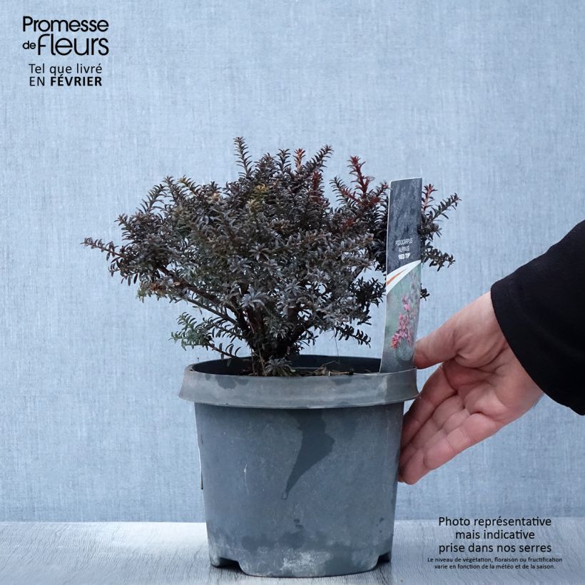 Amostra de Podocarpus lawrencii Red Tip Vaso de 2 L/3 L tal como entregue no inverno