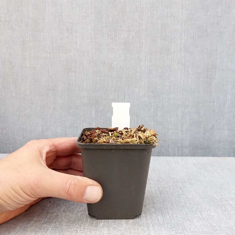 Amostra de Podophyllum delavayi Vaso de 8/9 cm tal como entregue na primavera