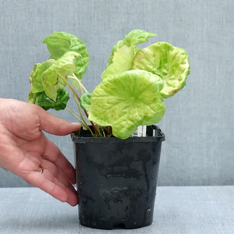 Amostra de Podophyllum Spotty Dotty Vaso de 1 L/1,5 L tal como entregue no verão
