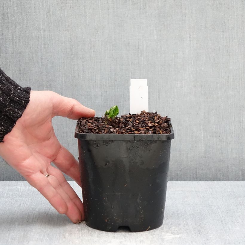 Amostra de Podophyllum Spotty Dotty Vaso de 1 L/1,5 L tal como entregue no inverno