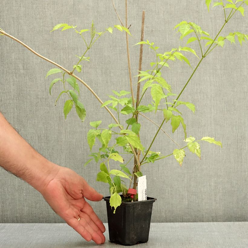 Amostra de Podranea ricasoliana Comtesse Sarah Vaso de 12 cm/13 cm tal como entregue no verão