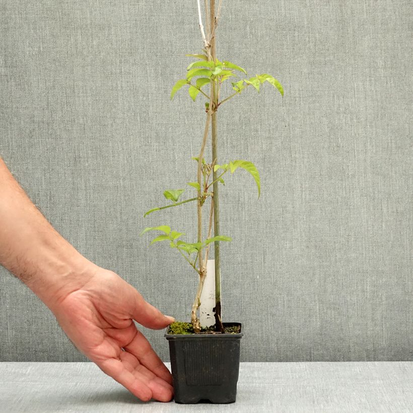 Amostra de Podranea ricasoliana Comtesse Sarah Vaso de 12 cm/13 cm tal como entregue na primavera