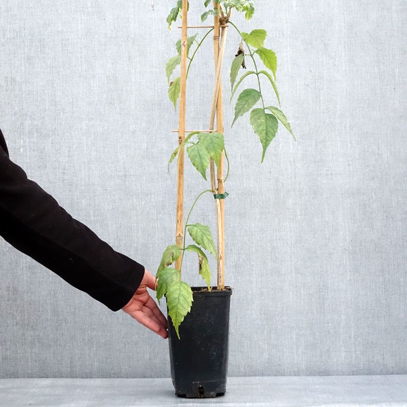 Amostra de Podranea ricasoliana Comtesse Sarah - Bignone rose Pot de 2L/3L tal como entregue no inverno