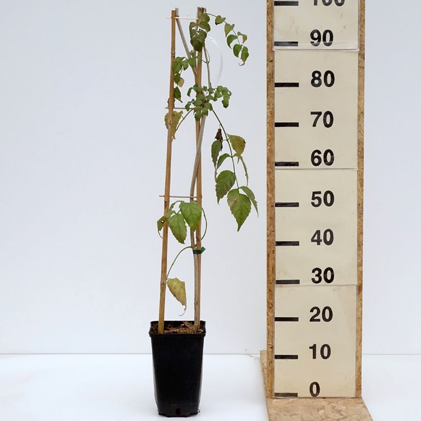 Amostra de Podranea ricasoliana Comtesse Sarah Vaso de 2 L/3 L tal como entregue na primavera