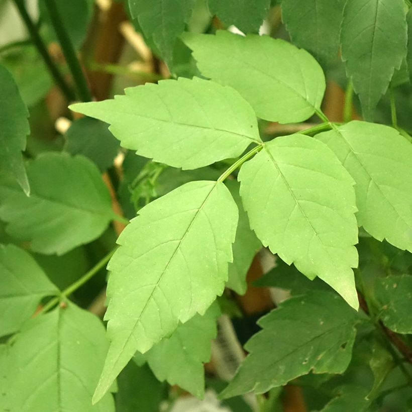 Podranea ricasoliana Comtesse Sarah (Folhagem)