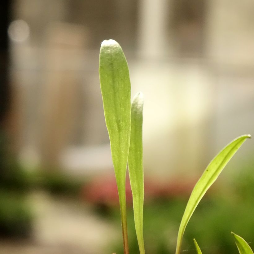 Pogonia ophioglossoides (Folhagem)