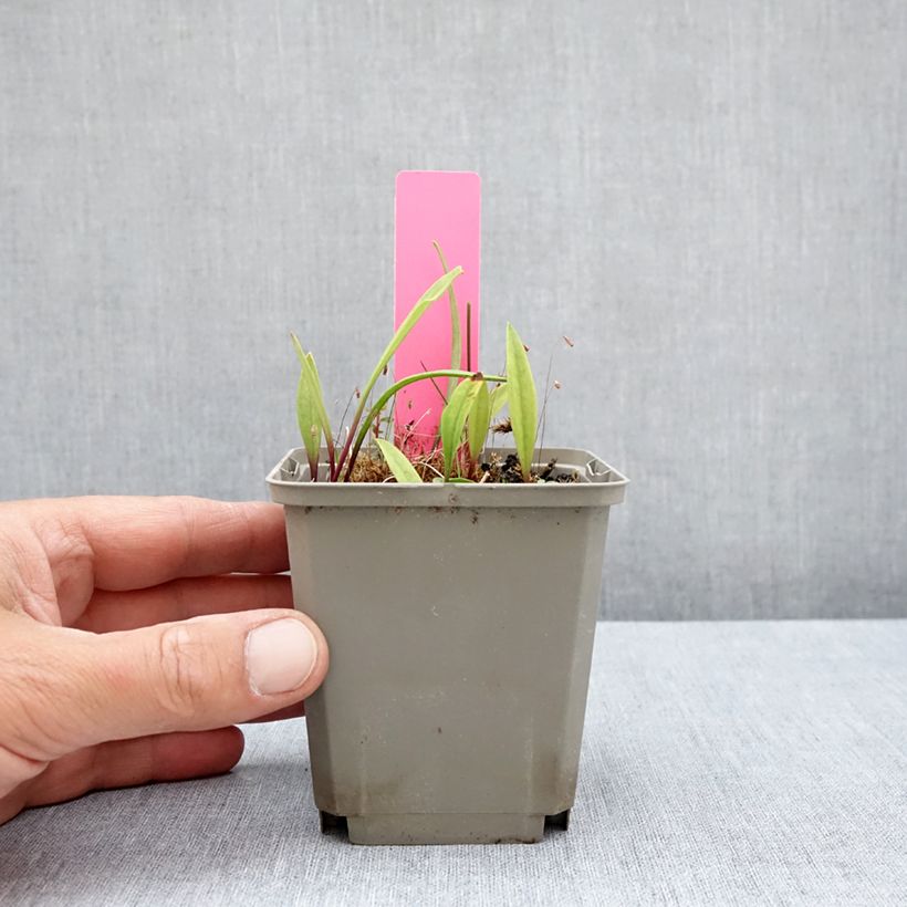 Amostra de Pogonia ophioglossoides Vaso de 8/9 cm tal como entregue no verão
