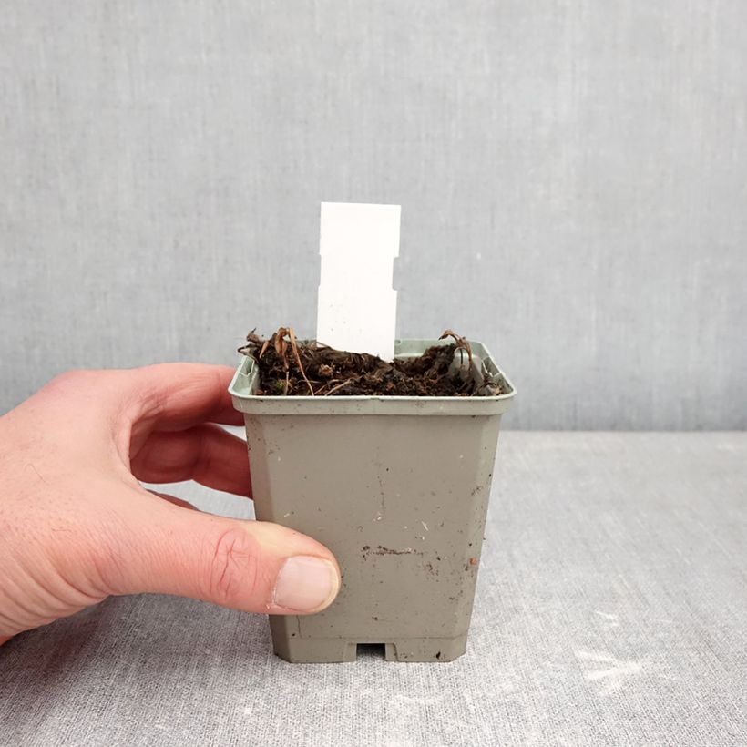 Amostra de Pogonia ophioglossoides Vaso de 8/9 cm tal como entregue no inverno