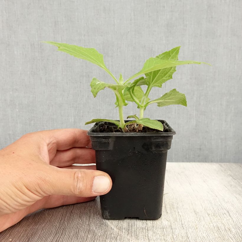 Amostra de Yacon Bio - Maçã da terra Vaso de 8/9 cm tal como entregue no verão